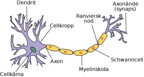 cellkropp nervcell