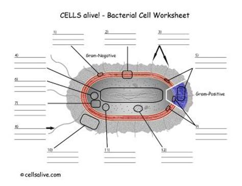 Cells Alive Bacterial Cell Worksheet Answer Key The Endosymbiotic Theory Worksheet Answer Key - The Endosymbiotic Theory Worksheet Answer Key