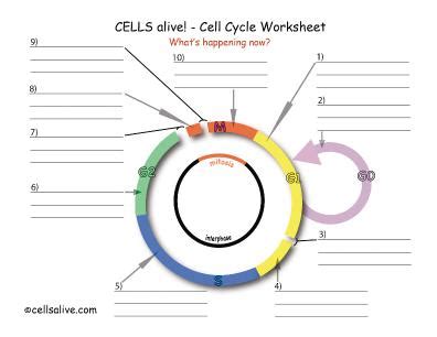 Cells Alive Cell Cycle Worksheet Cells Alive Meiosis Worksheet Answers - Cells Alive Meiosis Worksheet Answers
