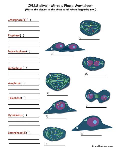 Cells Alive Cell Cycle Worksheet Flashcards Quizlet Cell Alive Worksheet - Cell Alive Worksheet