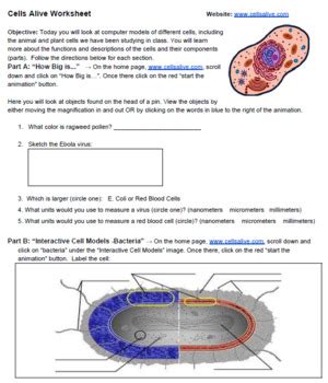 Cells Alive Internet Lesson Key Cellsalive Com Cell Alive Worksheet - Cell Alive Worksheet