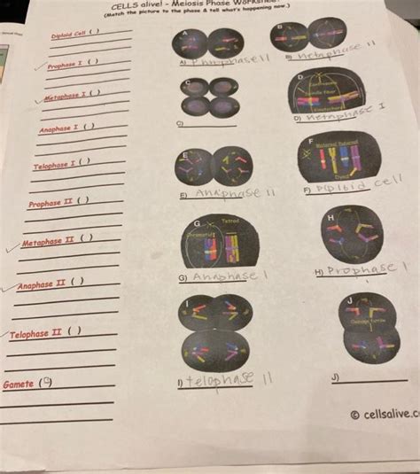 Cells Alive Meiosis Worksheet Answers   Cells Alive Cell Cycle Worksheet - Cells Alive Meiosis Worksheet Answers
