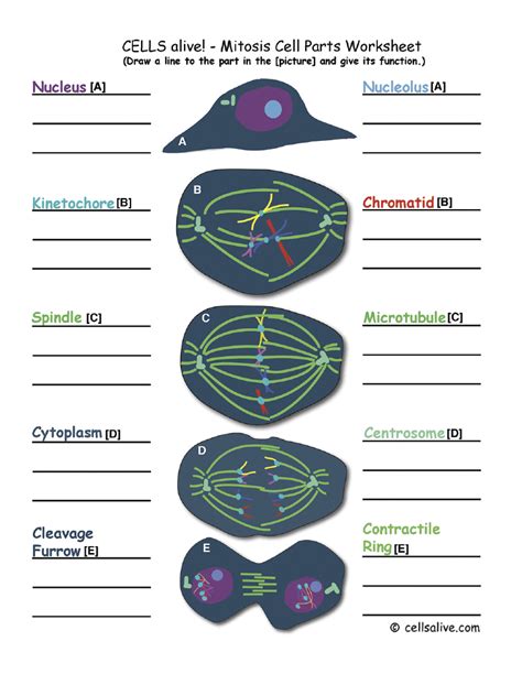 cells alive mitosis cell part answer key