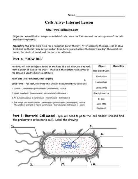 Cells Alive Worksheet Key By Biologycorner Tpt Cell Alive Worksheet - Cell Alive Worksheet