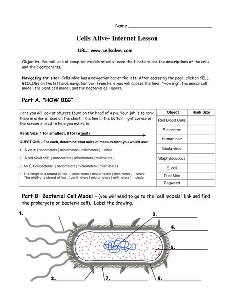 Cells Alive Worksheet Pdf Free Download Idresep Com Cells Alive Meiosis Worksheet Answers - Cells Alive Meiosis Worksheet Answers