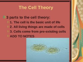 Cells And Cell Theory 7th Grade 94 Plays Cell Theory Worksheet 7th Grade - Cell Theory Worksheet 7th Grade