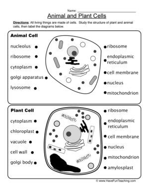 Cells And Microorganisms Unit 4 Mrs Sanfordu0027s 5th Grade Science Cells - 5th Grade Science Cells
