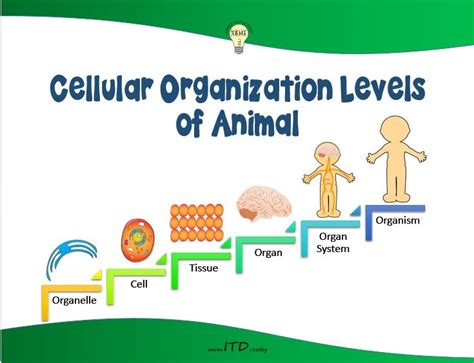 Cells And Organization Lesson 5 Levels Of Organization Level Of Organization Worksheet - Level Of Organization Worksheet