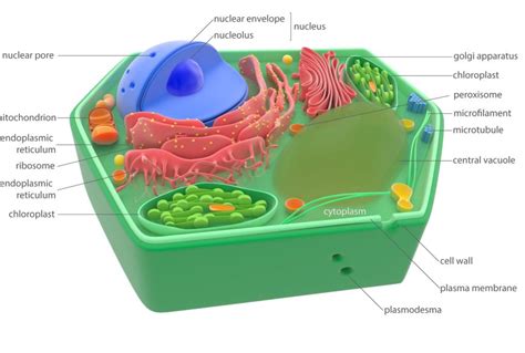 Cells And The Versatile Functions Of Their Parts Cells 5th Grade - Cells 5th Grade