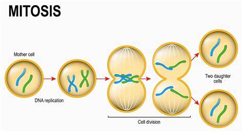 cells dna cell division mitosis meiosispractice