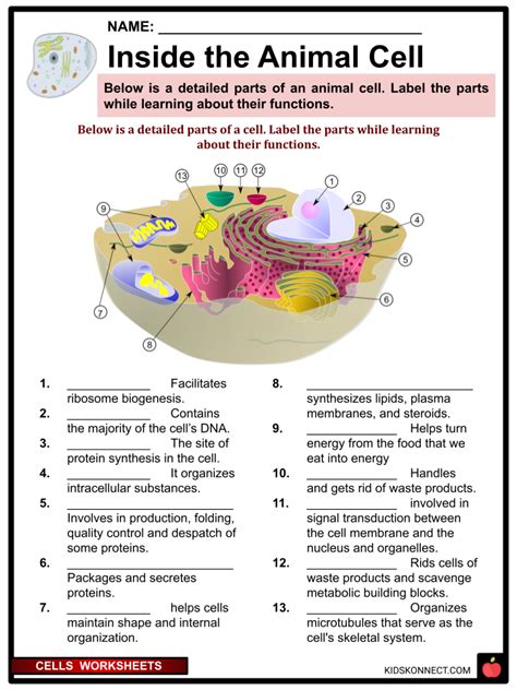 Cells Facts Amp Worksheets Definition Types Functions Biology Science Cells Worksheets - Science Cells Worksheets
