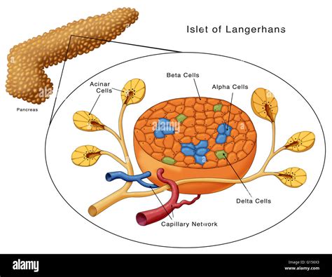Cells In The Islets Of Langerhans