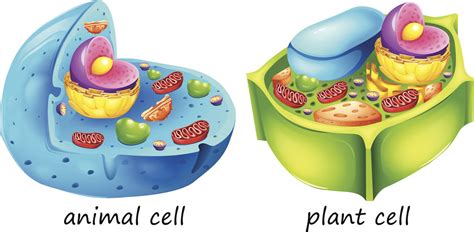 Cells Plant And Animal Cells With Digital Science Science Worksheet 2nd Grade Cells - Science Worksheet 2nd Grade Cells