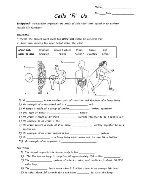 Cells R Us By Ivy Blumberg Tpt Cells R Us Worksheet Answers - Cells R Us Worksheet Answers