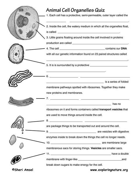 Cells Tests Amp Worksheets All Grades Cells Worksheet Grade 7 - Cells Worksheet Grade 7
