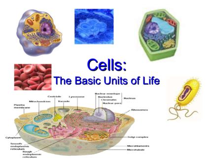 Cells The Basic Units Of Life Crossword Puzzle Answers
