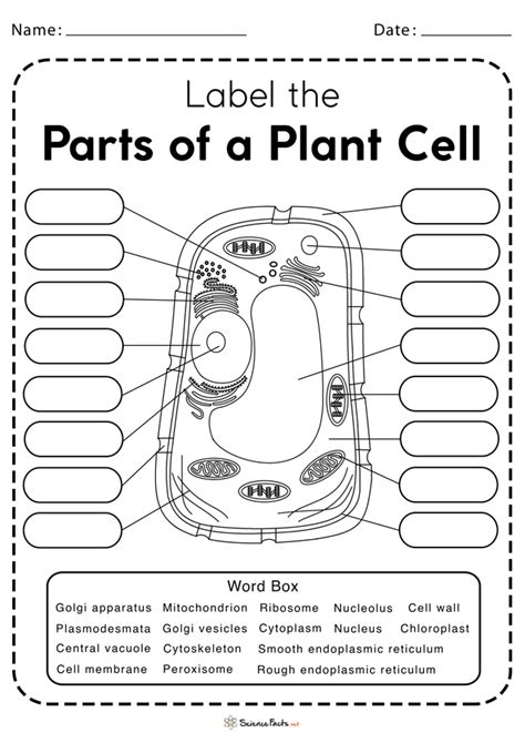 Cells Worksheet Grade 7   Plant Cell Charts And Worksheets Your Home Teacher - Cells Worksheet Grade 7