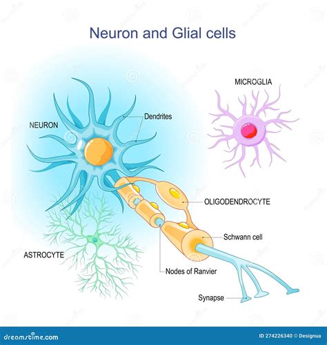 Cellula Della Glia