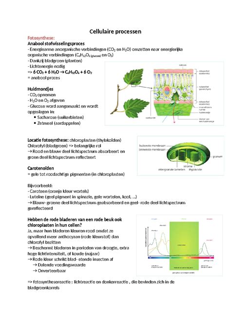 cellulaire processen