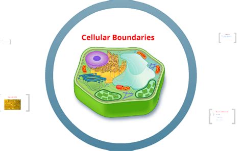 Cellular Boundaries By Buddy Jr Prezi Cellular Boundaries Worksheet Answers - Cellular Boundaries Worksheet Answers