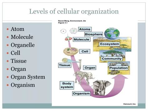 Cellular Level Of Organisation