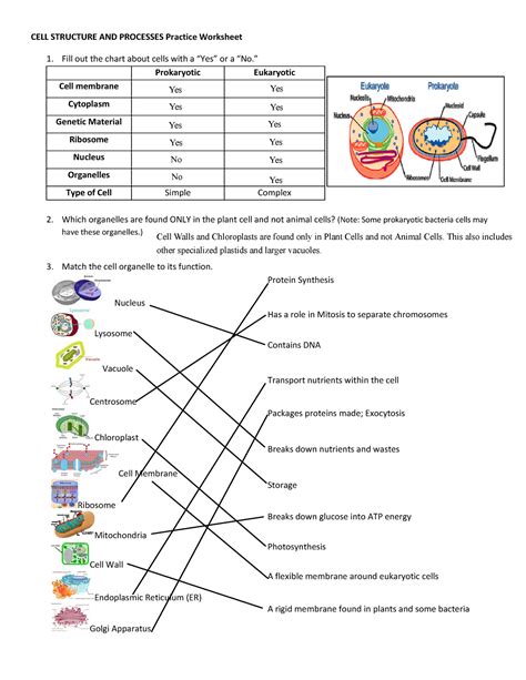 Cellular Organization Worksheet   Cellular Structure And Function Worksheet Mdash Db Excel - Cellular Organization Worksheet