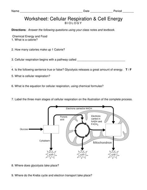 Cellular Respiration And Cell Energy Worksheet Flashcards Cell Energy Worksheet Answers - Cell Energy Worksheet Answers