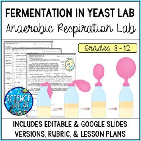 Cellular Respiration And Fermentation Lab Report Results