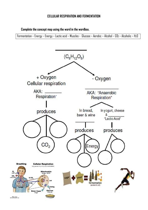cellular respiration and fermentation workbook answers