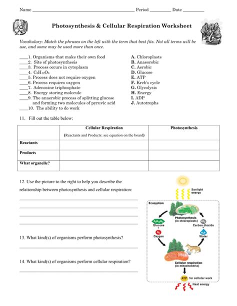 Cellular Respiration And Photosynthesis Worksheet Pdf Cellular Respiration Flow Chart Worksheet - Cellular Respiration Flow Chart Worksheet