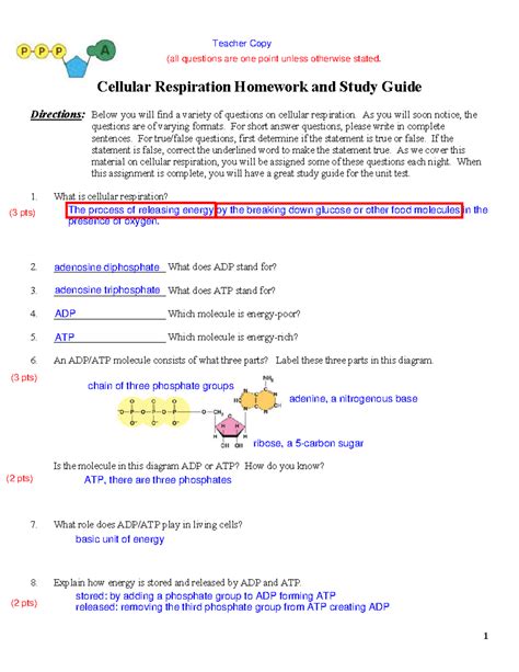 Cellular Respiration And Study Answer Key
