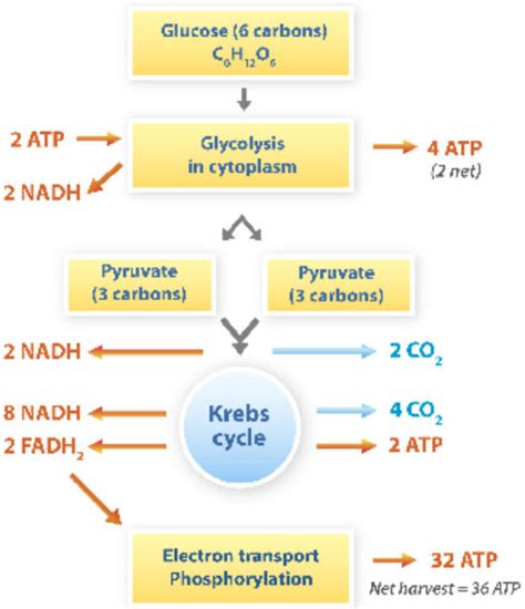 Cellular Respiration And Study Guide Answer Key