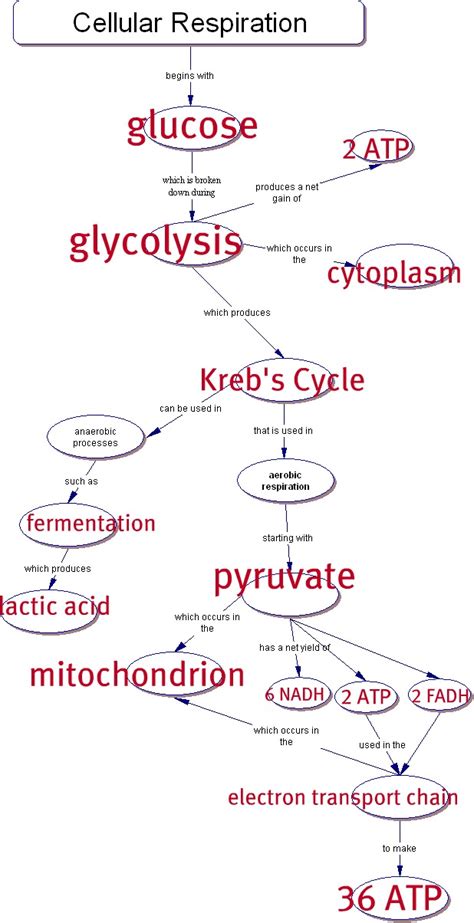 Cellular Respiration Answer Key Workbook