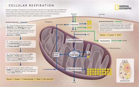 cellular respiration biology junction study guide