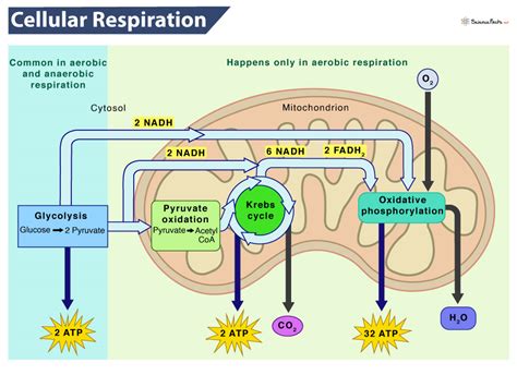 Cellular Respiration Biology Library Science Khan Academy Cellular Respiration And Fermentation Worksheet - Cellular Respiration And Fermentation Worksheet