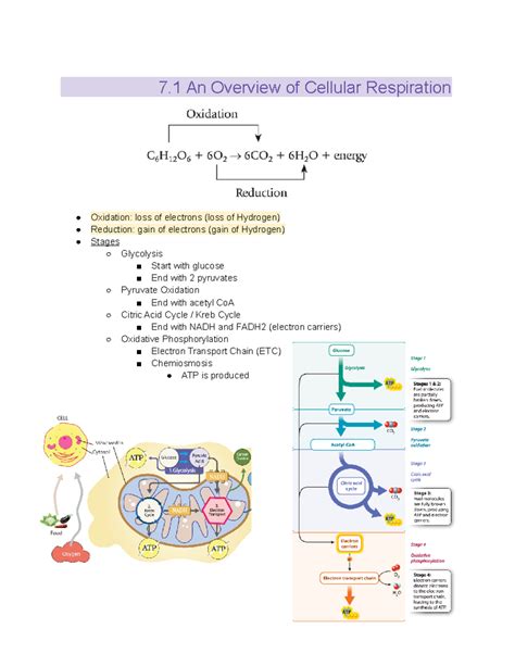 cellular respiration chapter 7 review answer key
