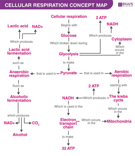 Cellular Respiration Concept Map Answer Key