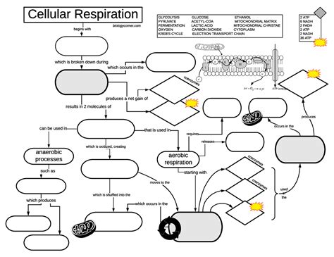 Cellular Respiration Flow Chart Biology Corner Answers Flower Cellular Respiration Flow Chart Worksheet - Cellular Respiration Flow Chart Worksheet