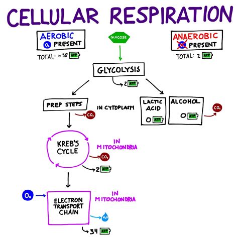 Cellular Respiration Flow Chart Worksheet   Cellular Respiration And Photosynthesis Worksheet Pdf - Cellular Respiration Flow Chart Worksheet