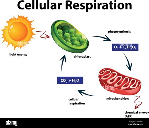 Cellular Respiration Model