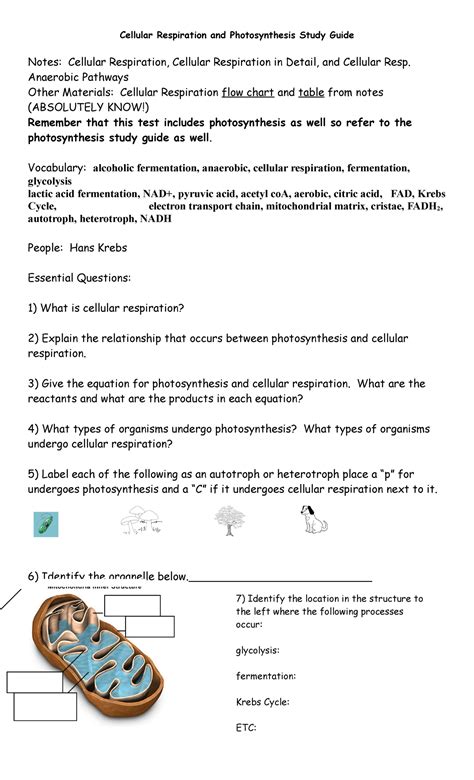 Cellular Respiration Notes Study Guide Atp Answers