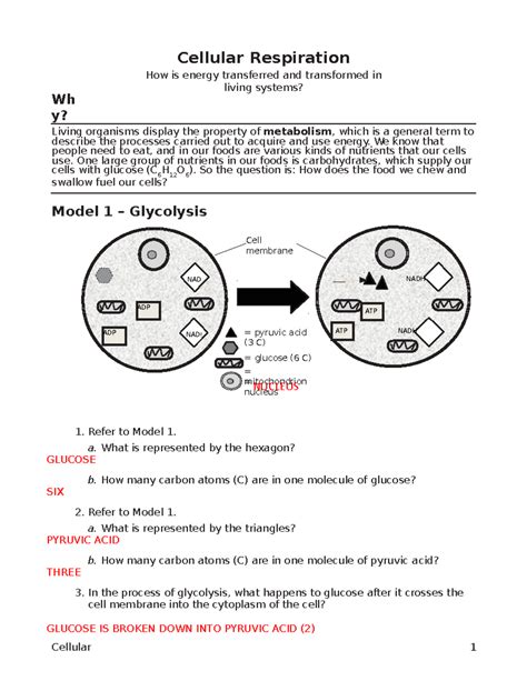 Cellular Respiration Overview Pogil Answer Key