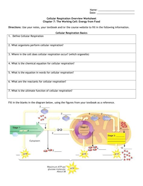 cellular respiration overview worksheet chapter 7 answer