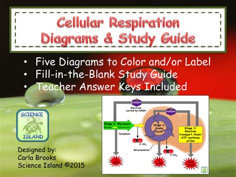Cellular Respiration Study Guide Ck 12 Foundation Cell Energy Worksheet Answers - Cell Energy Worksheet Answers