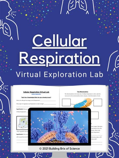 Cellular Respiration Virtual Lab Class Zone