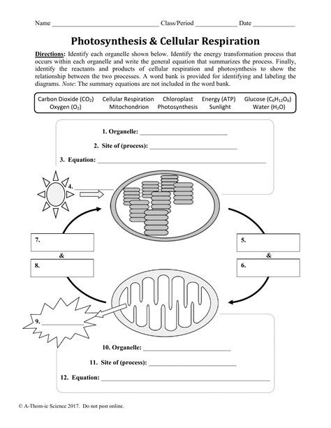 Cellular Respiration Worksheet