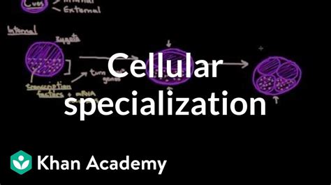 Cellular Specialization Differentiation Cells Mcat Khan A Cell Specialization Worksheet - Cell Specialization Worksheet