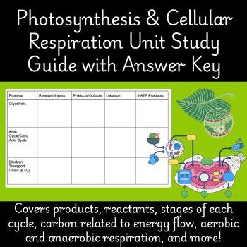 Full Download Cellular Respiration And Photosynthesis Study Guide Answers 