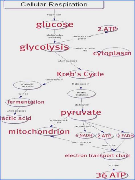 Read Online Cellular Respiration Guide Answer Key 