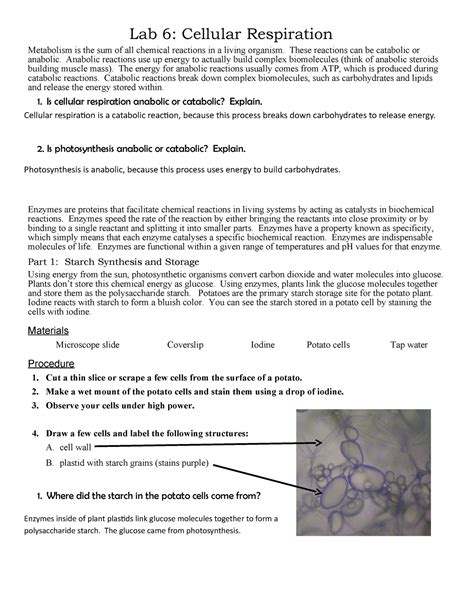 Full Download Cellular Respiration Lab Wards Answers 